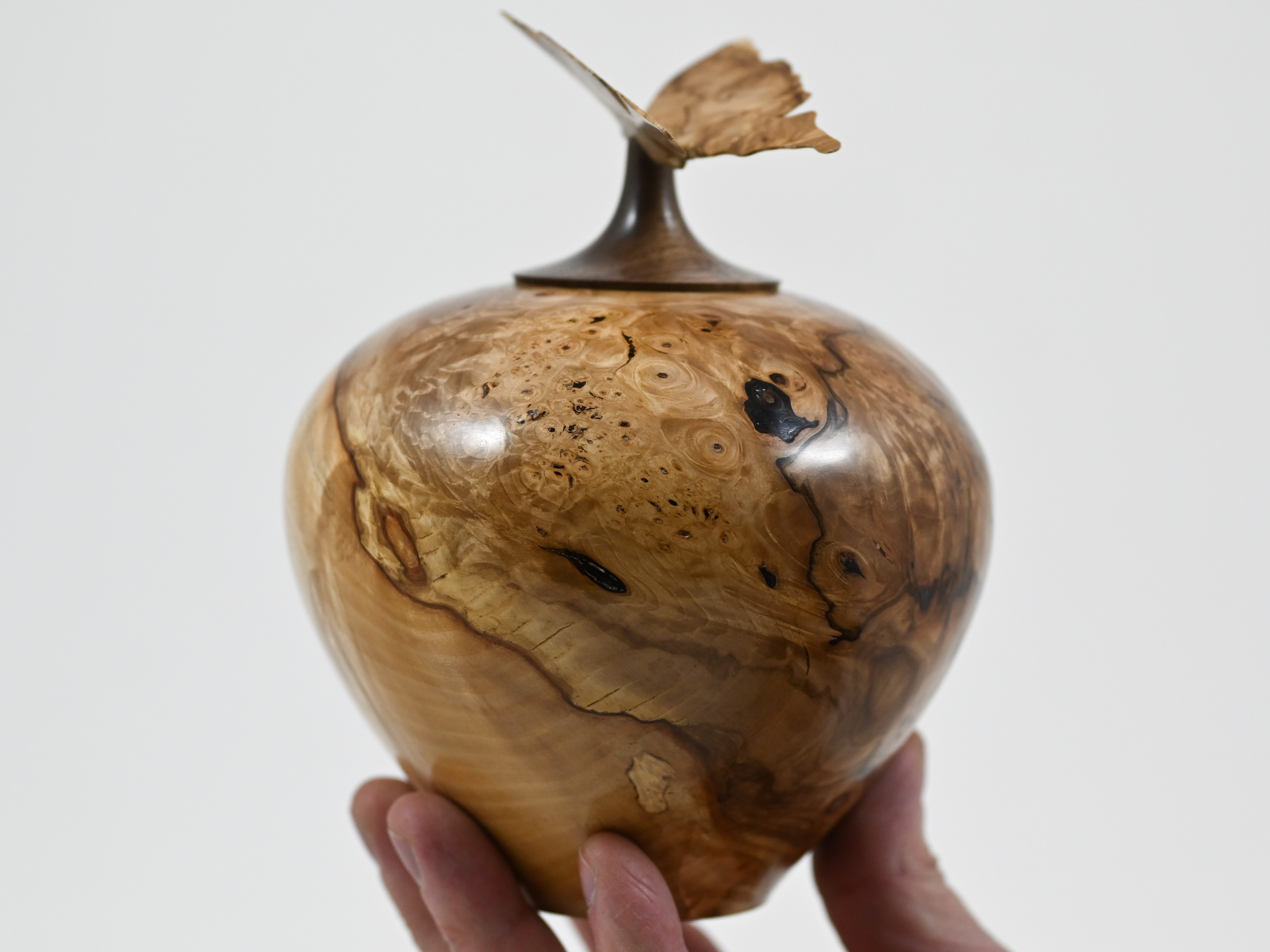 481 Kastanje met vlinder - 1L