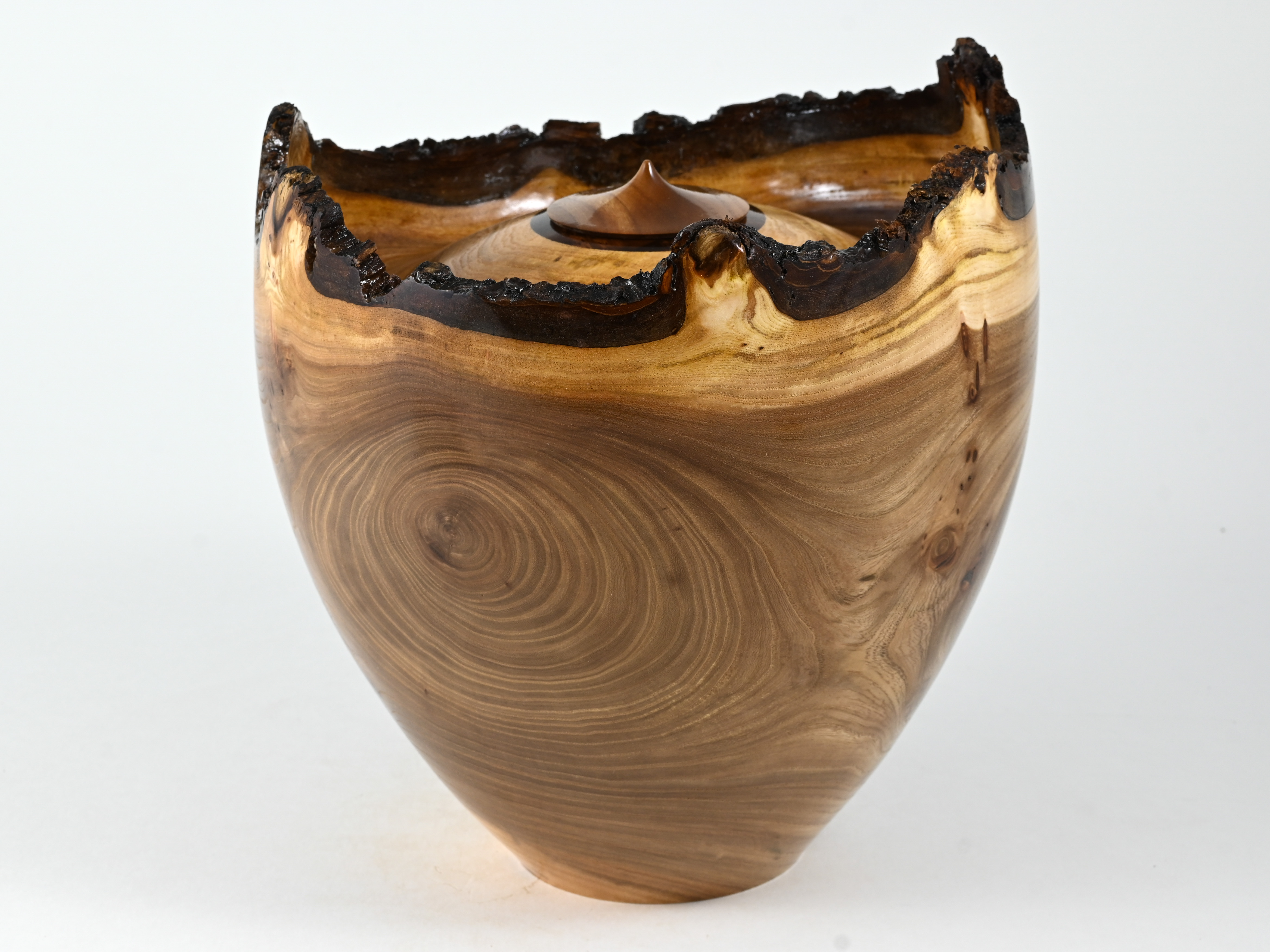 668 Engelse iep -  4 liter