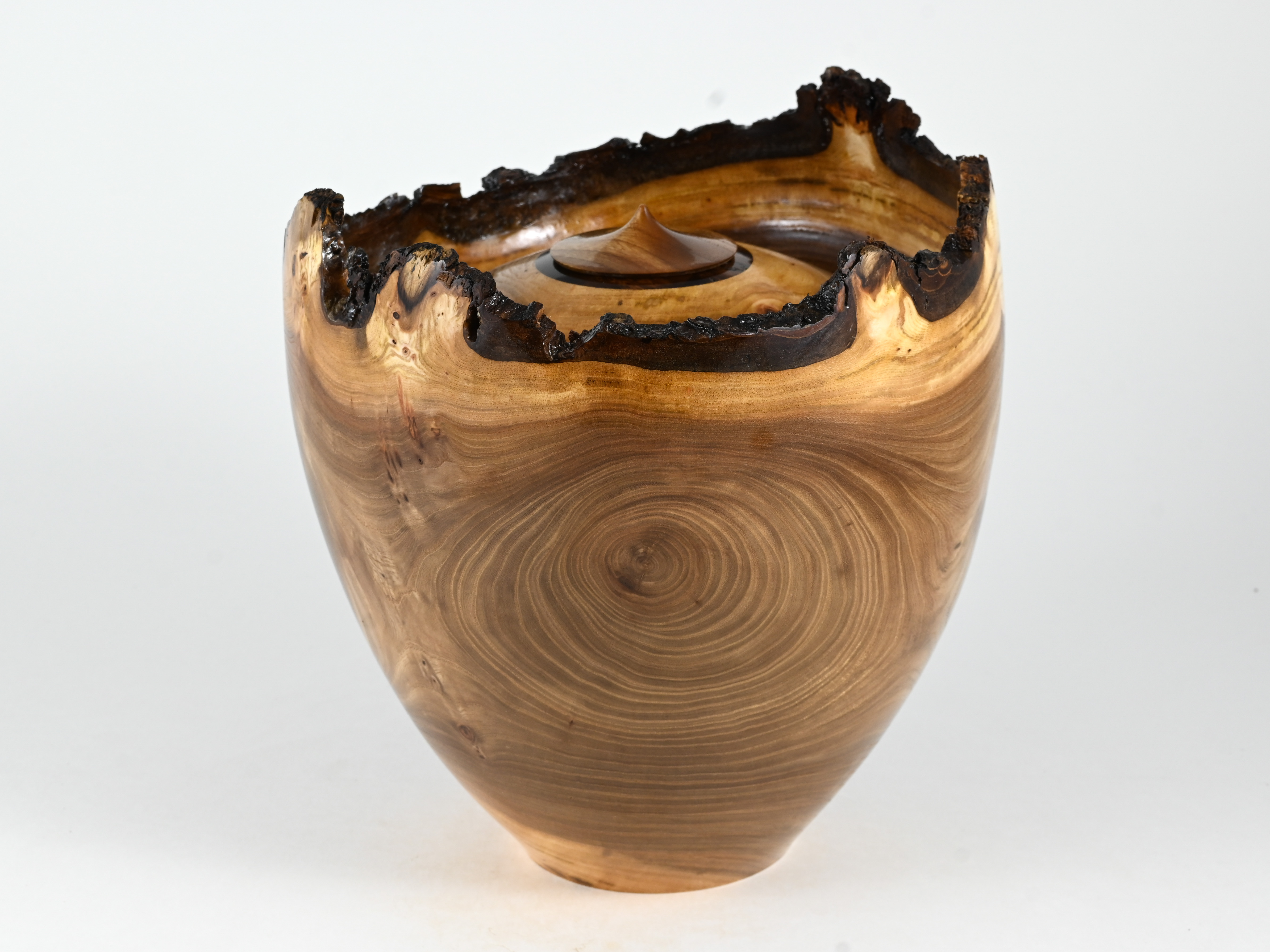 668 Engelse iep -  4 liter