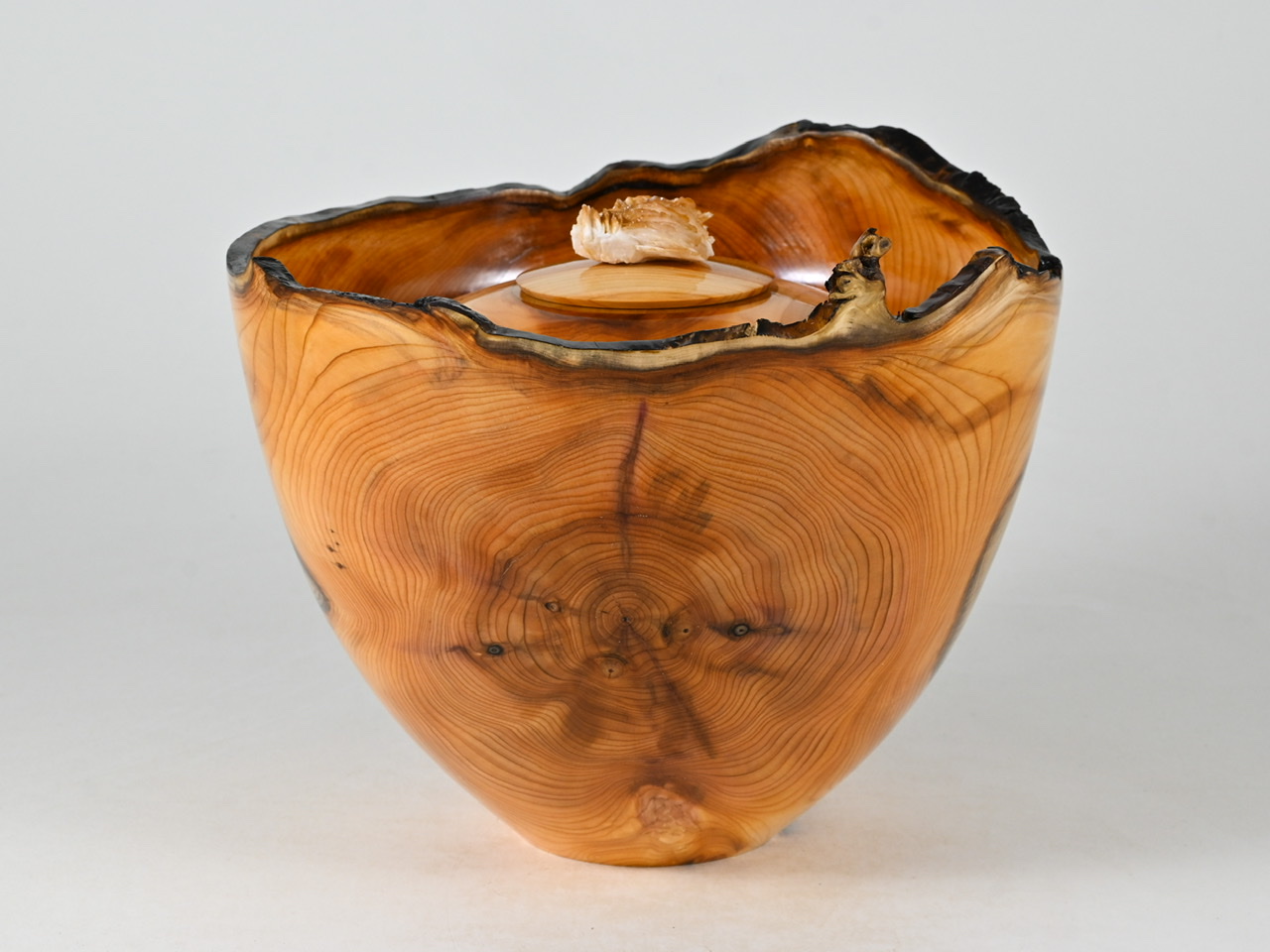 729 taxus - 2,1 liter